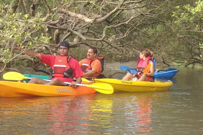 Backwater Kayaking Experience - Who This Kayaking Trip Fits Best