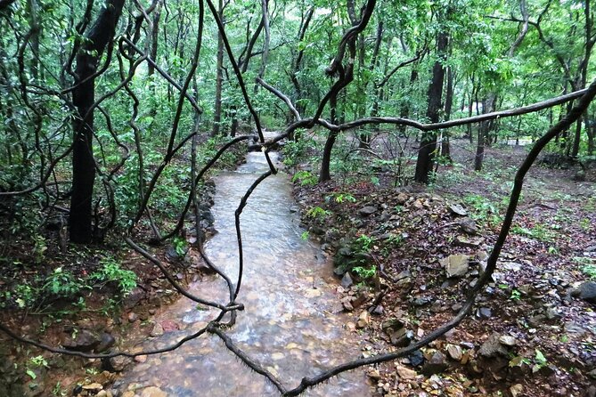Bondla Wildlife Sanctuary with Lunch in Spice Plantation in Goa - Timing your birdwatching: how Bondla’s layout helps you slow down