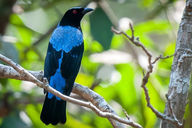 Bondla Wildlife Sanctuary with Lunch in Spice Plantation in Goa - Should you book this Bondla and spice plantation day trip?