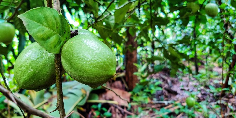 Goa: Spice Plantation Tour and Traditional Local Lunch - Price and value: is $60 worth it?