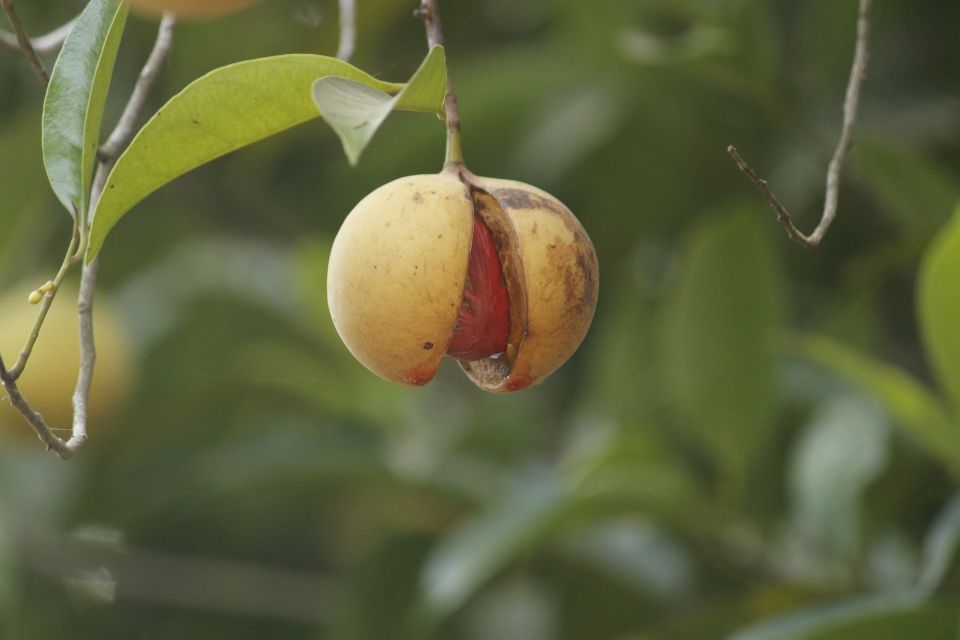 Goa: Spice Plantation Tour and Traditional Local Lunch - Herbal tea welcome at a family-run spice plantation