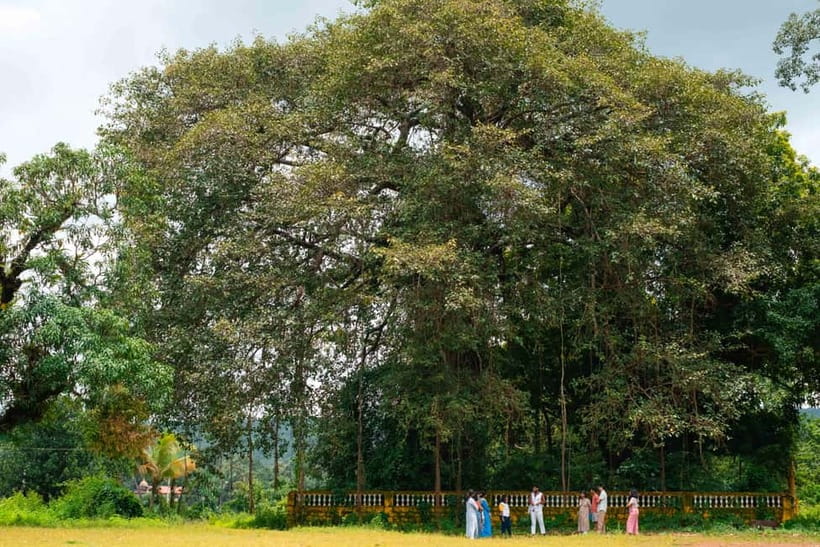 North Goa: Mulgao Village and Coconut Farming Experience - What the price includes (and why $30 can be good value)